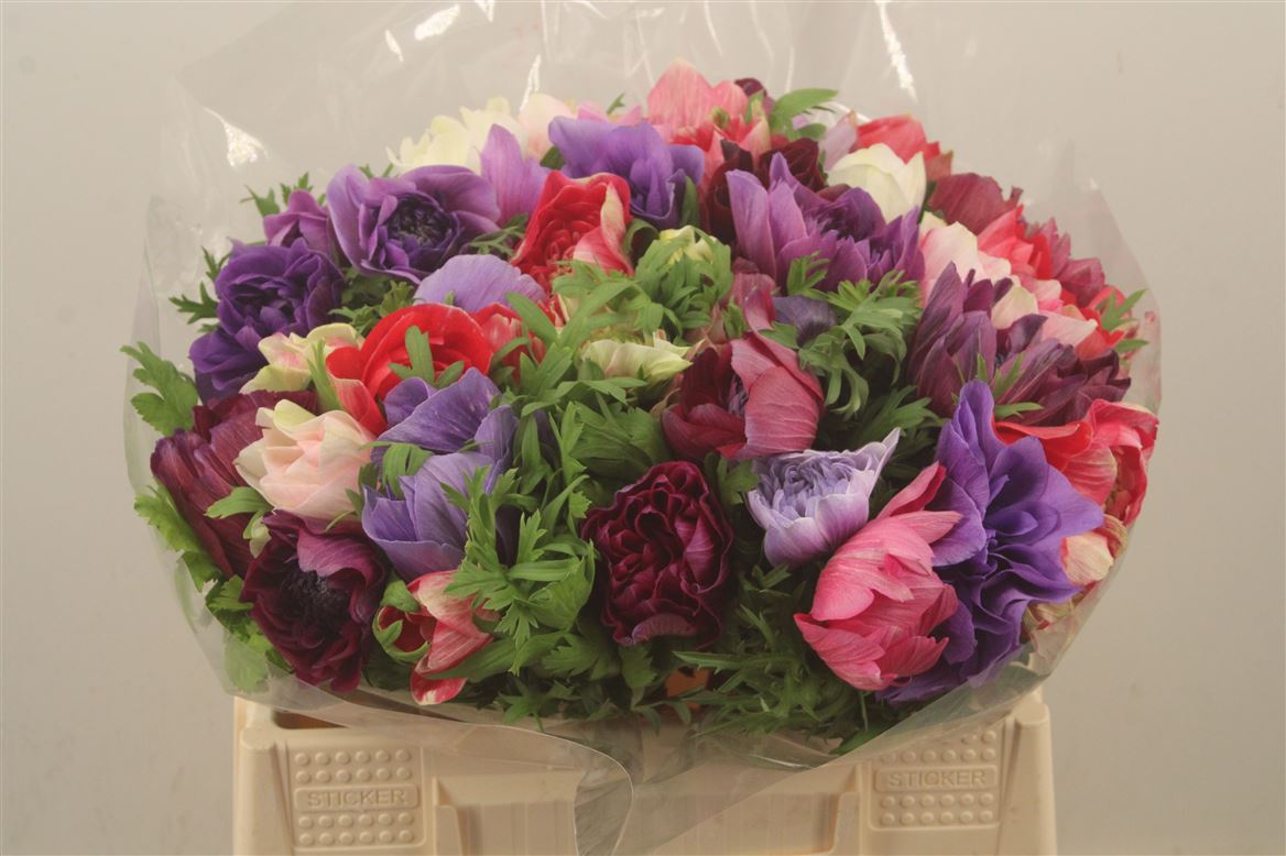 Anemone Marianne Mixed In Bunch 40cm