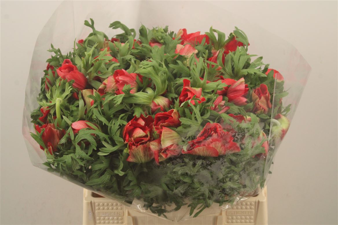 Anemone Mistral+ Red 40cm
