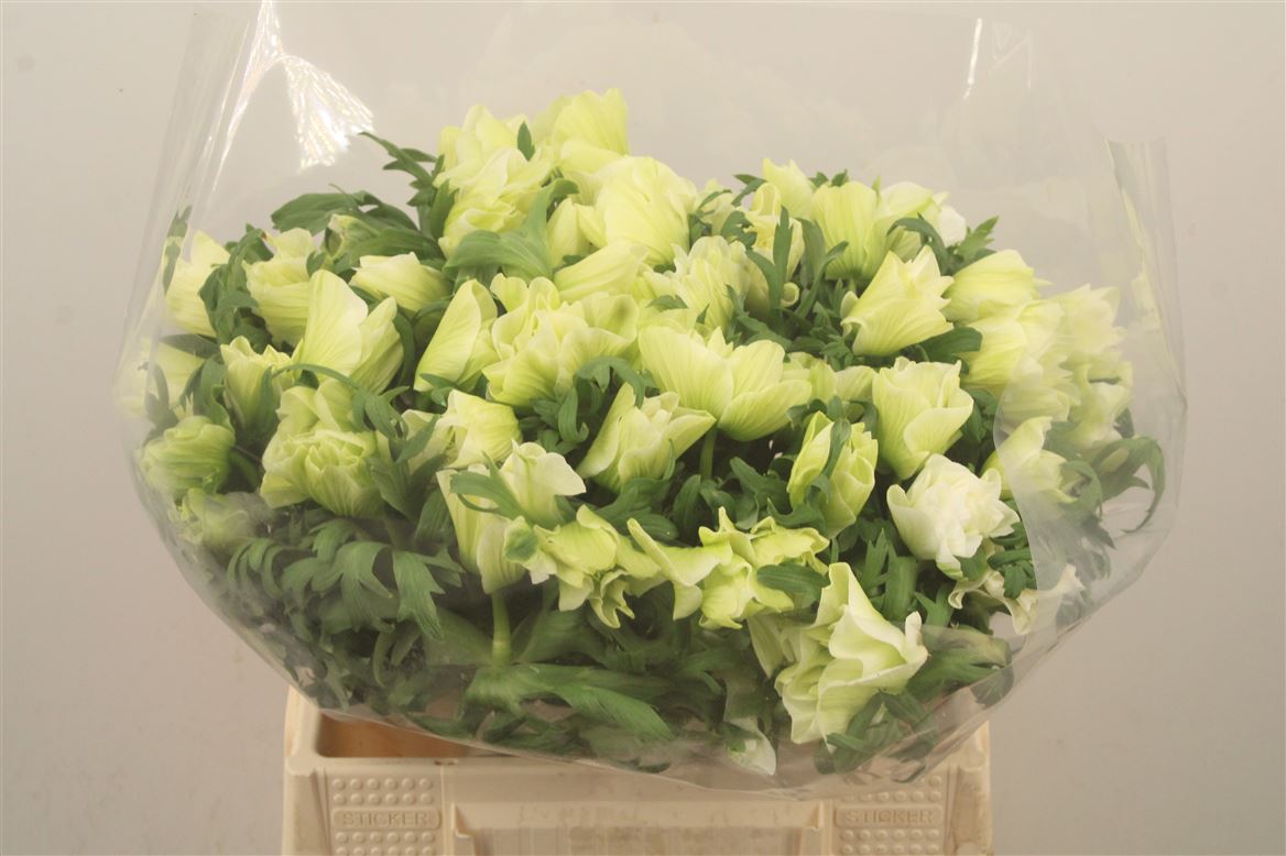 Anemone Coronaria Mistral Plus White 40cm