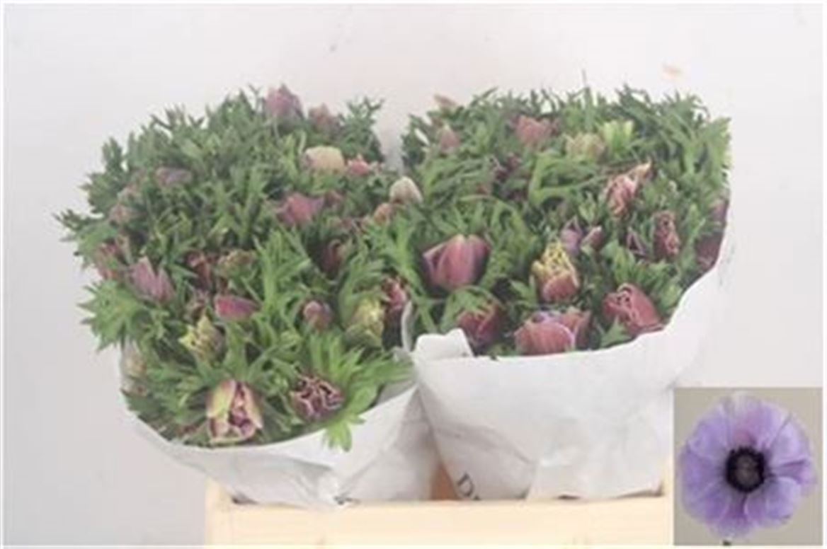 Anemone Coronaria Mistral Plus Rarity 40cm