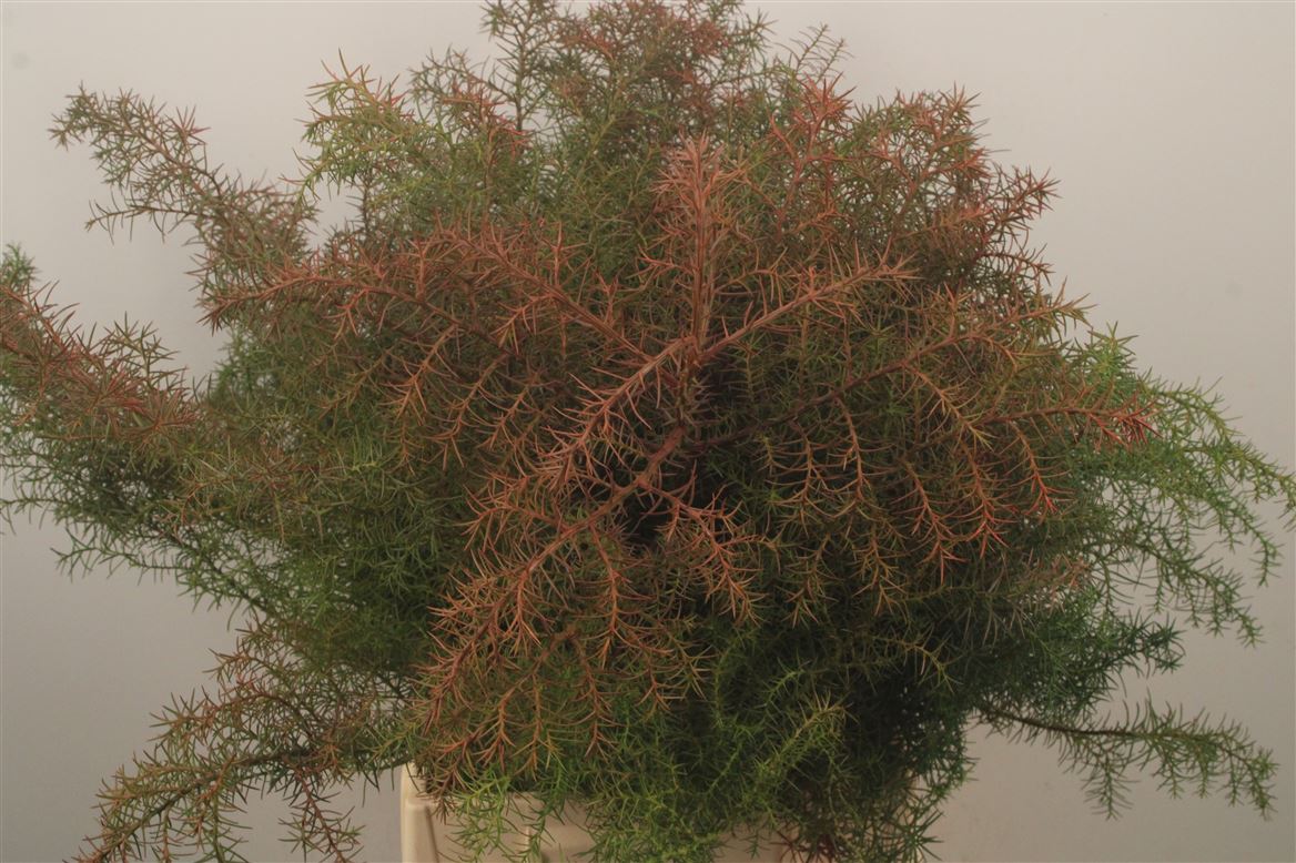 Cryptomeria Elegans Per Kilo 50cm