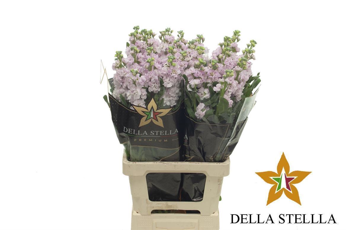 Matthiola Iron Cherry Blossom 70cm