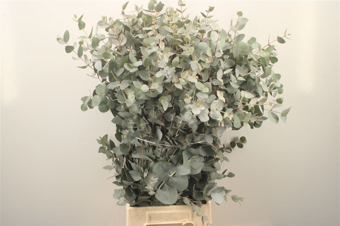Eucalyptus Cinerea 70cm 200gram