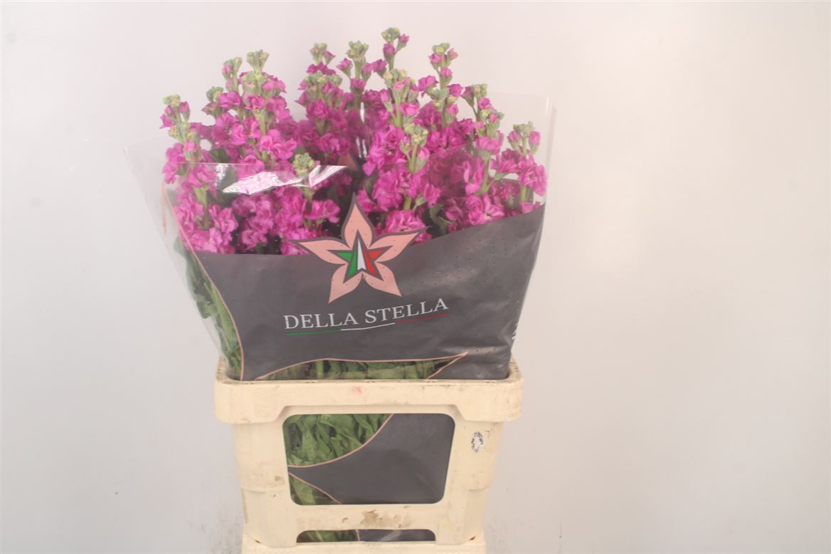 Matth Iron Rose Pink 70cm