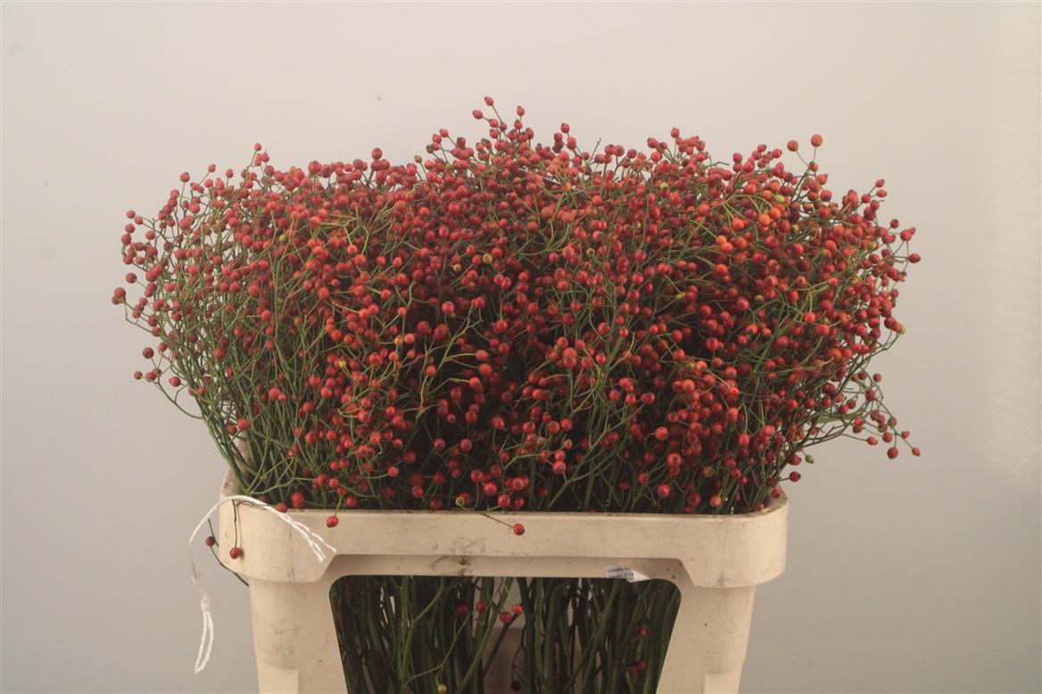 Rosa F Aut Splendor 80cm
