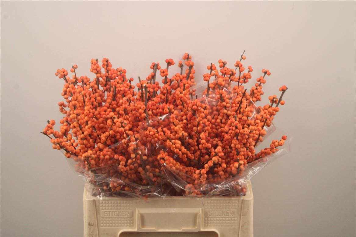Ilex Winter Gold 60cm