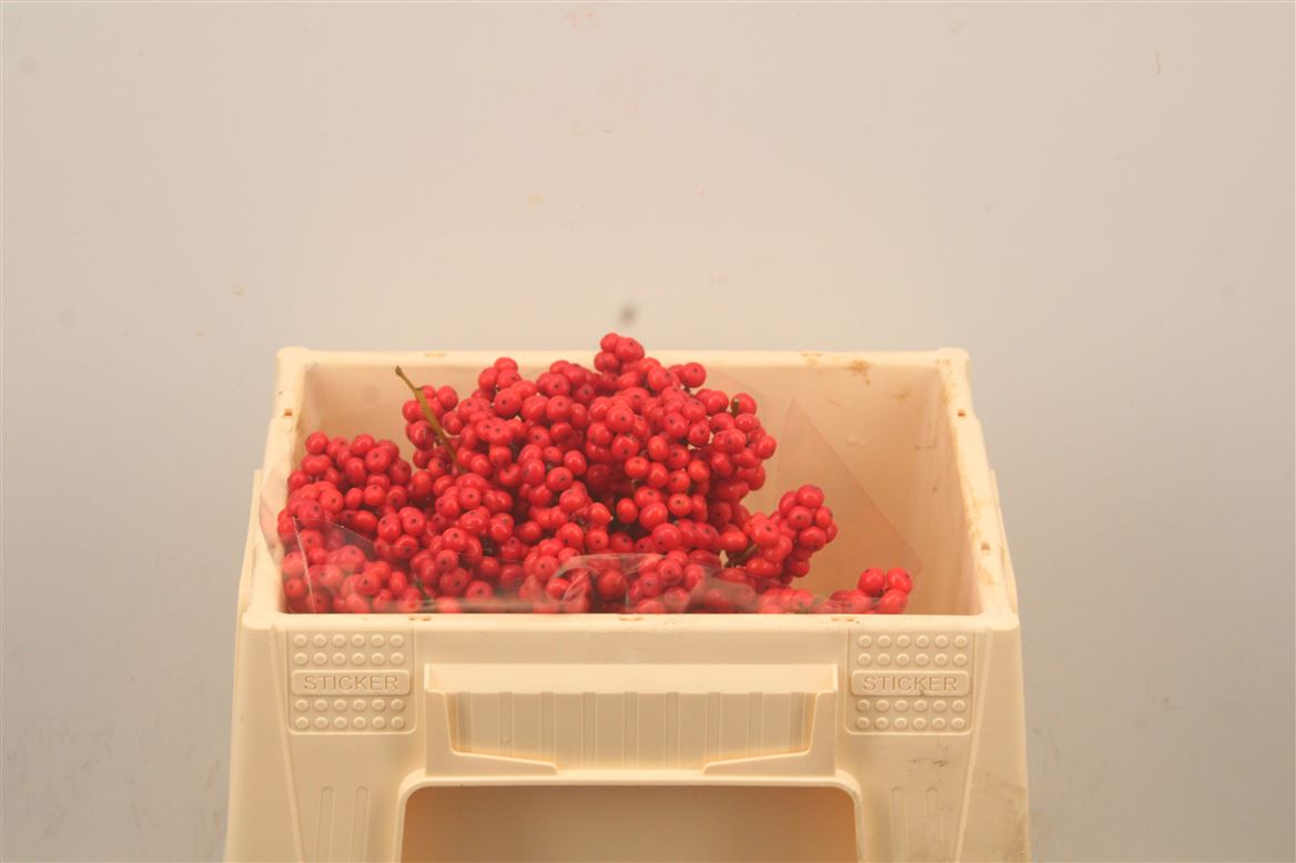 Ilex Verticlilata 20cm