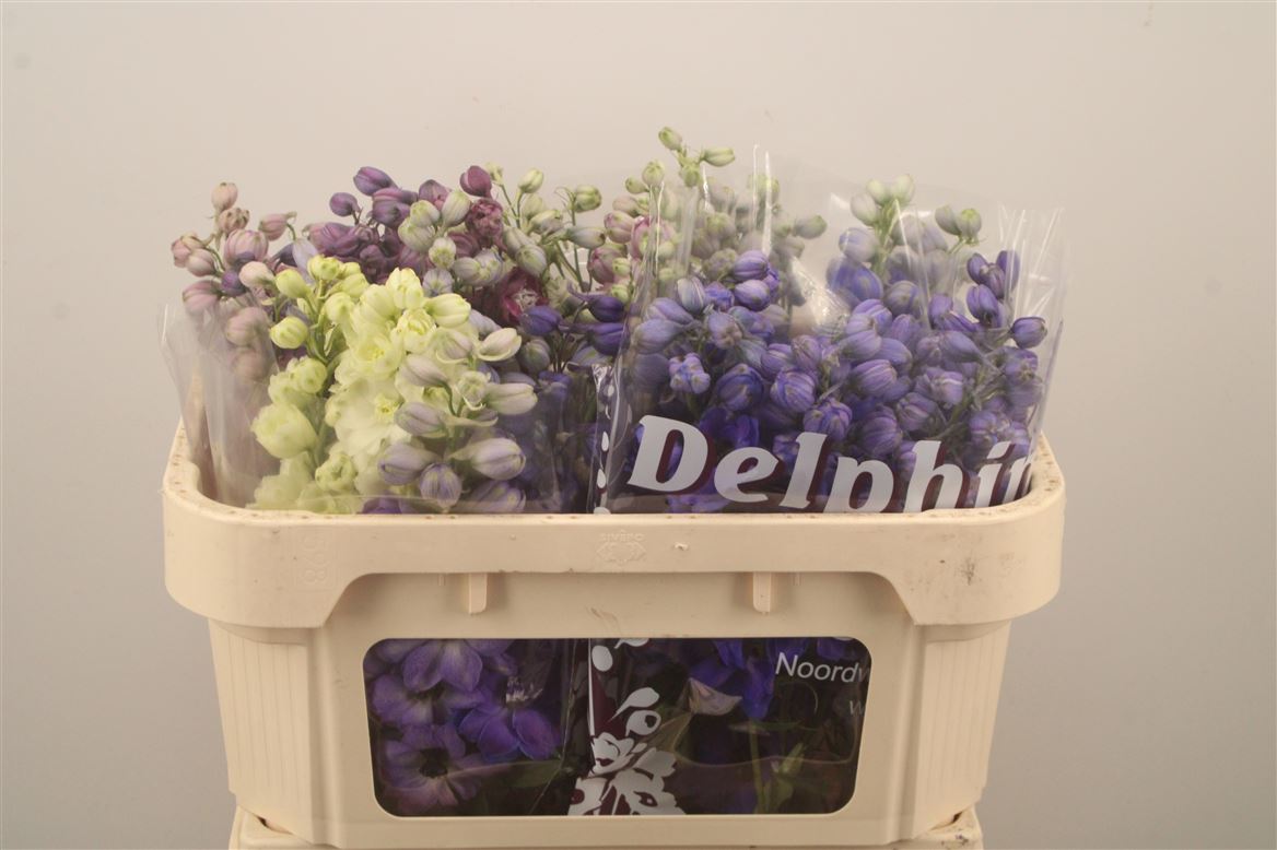Delphinium Double Mix 65cm