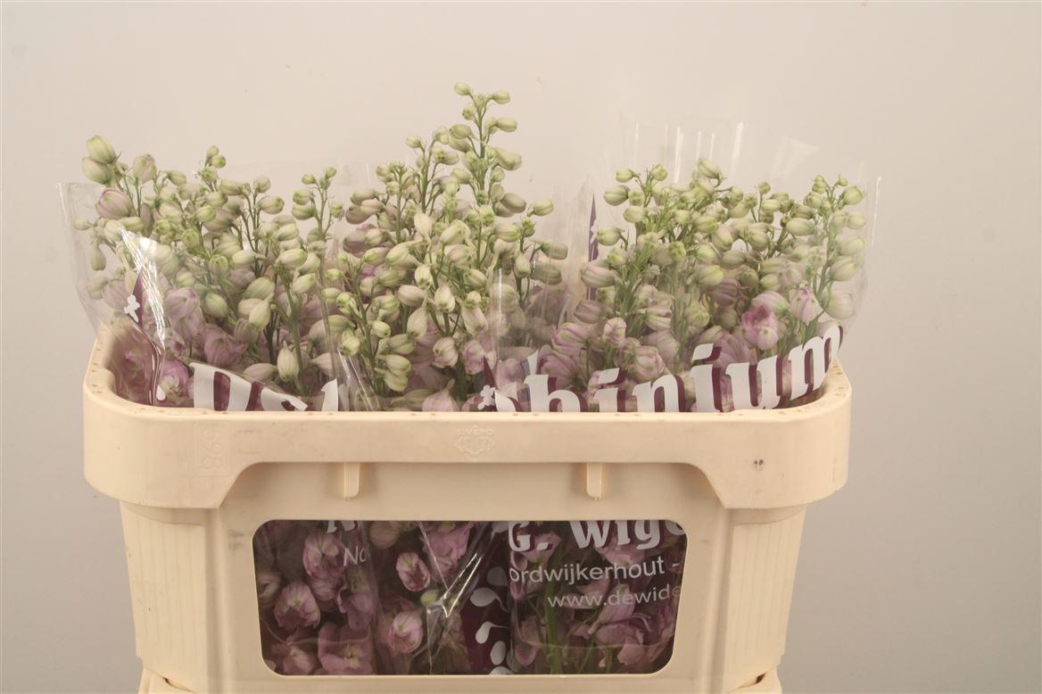 Delphinium Double Dewi Fame 65cm