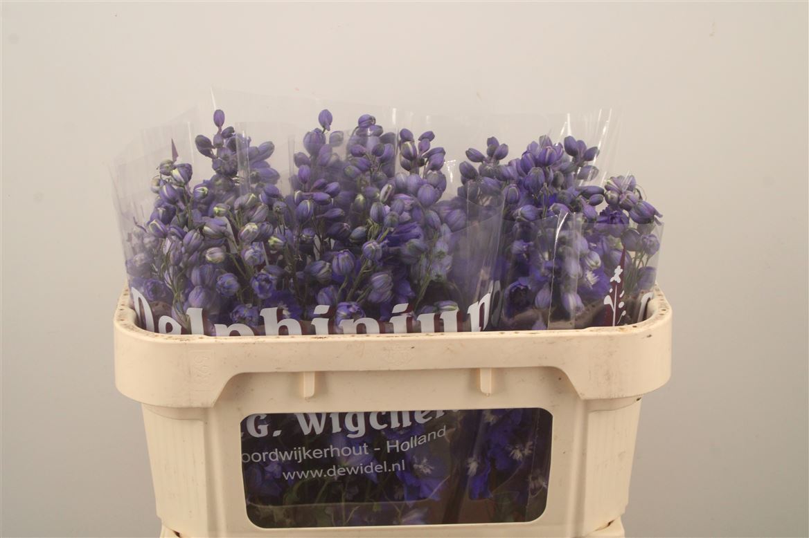 Delphinium Double Dewi Blue Star 65cm