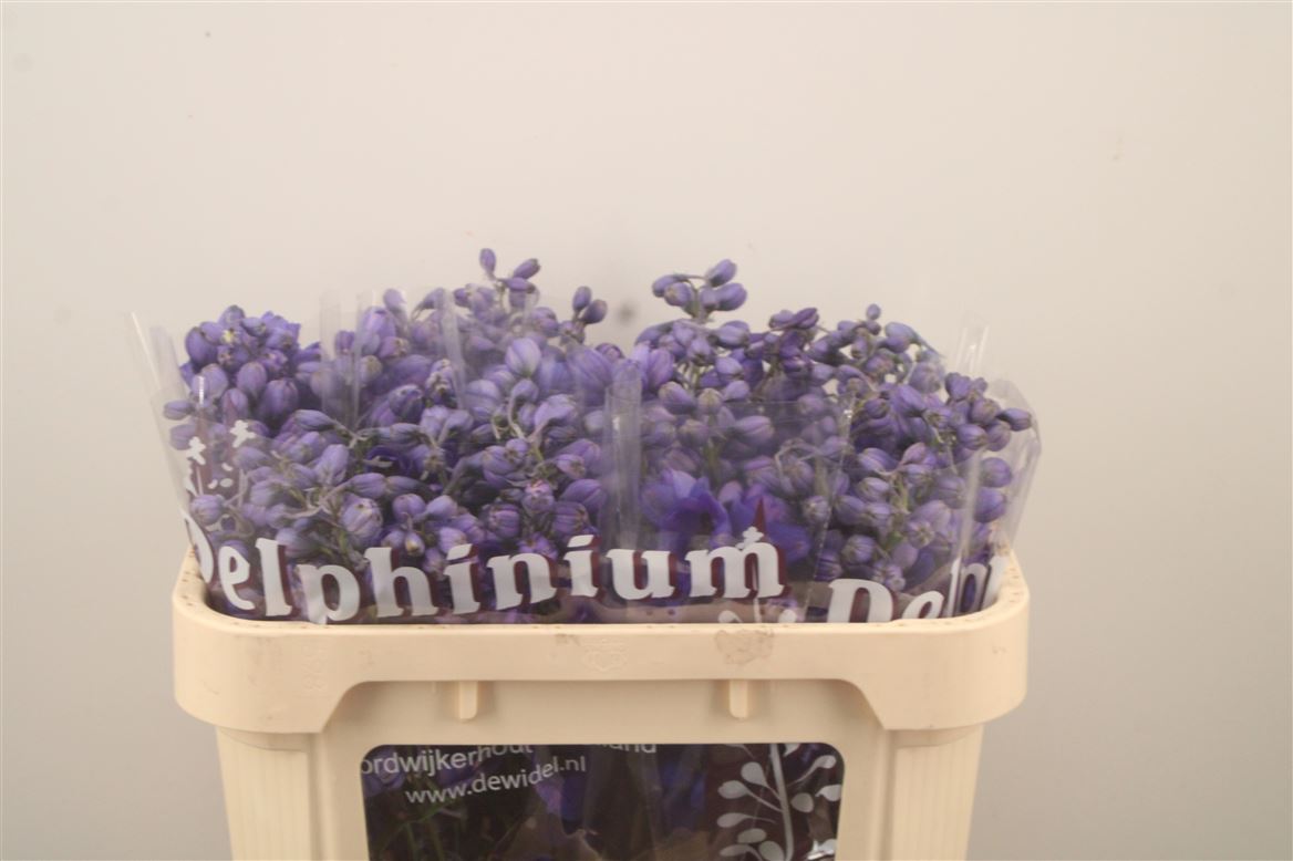 Delphinium Double Dewi Purple Smile 65cm