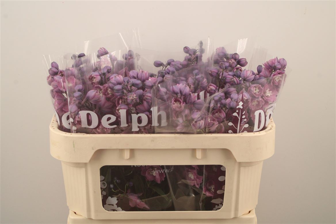 Delphinium Double Dewi Rita 65cm