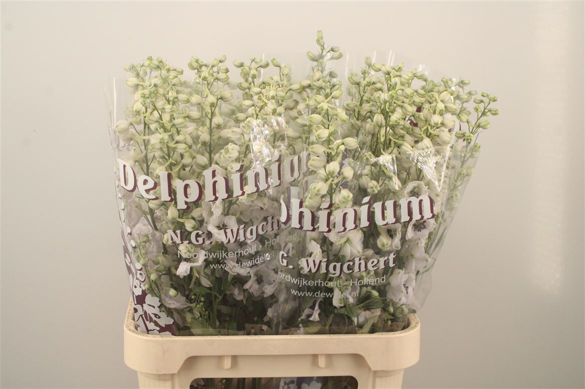 Delphinium Double Dewi Rocket 90cm