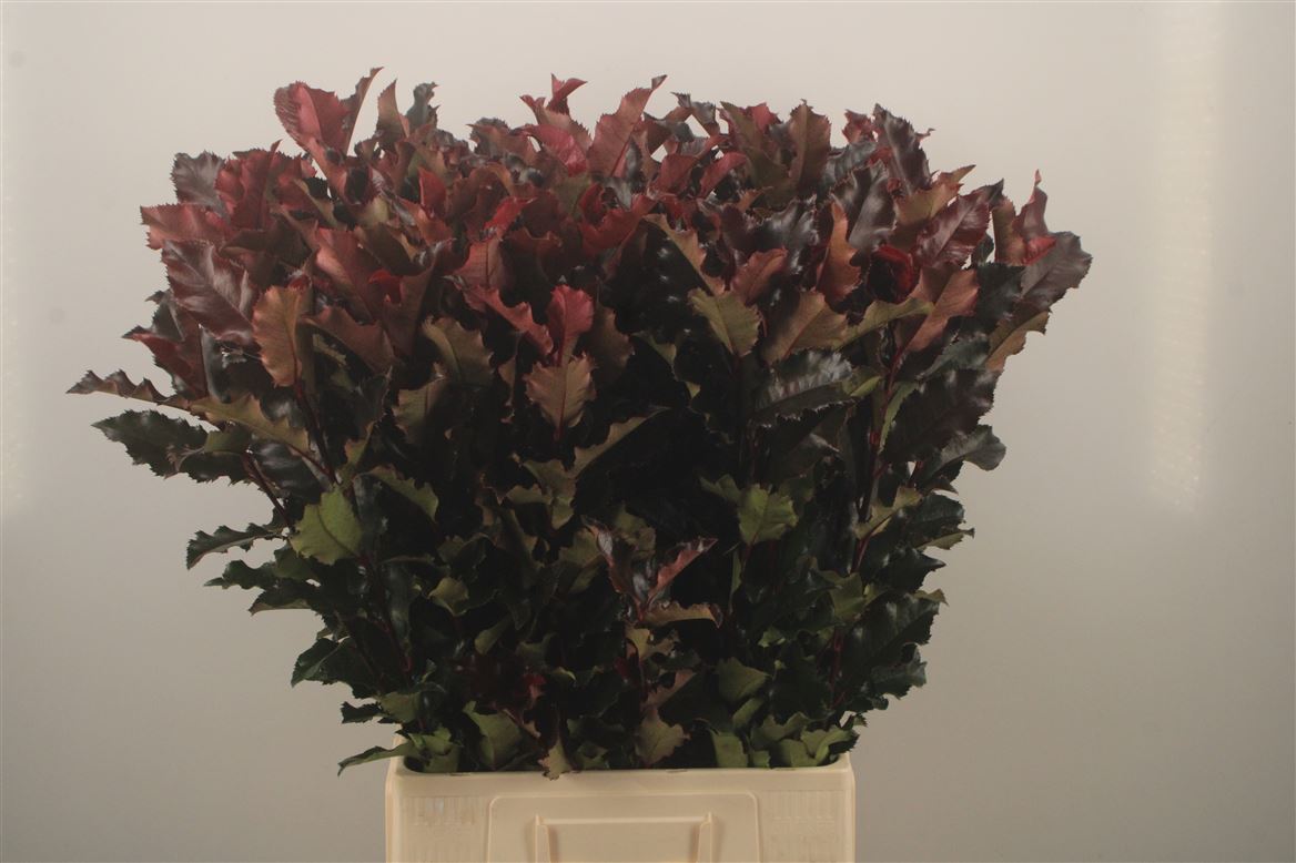 Phot Mag Volcano 80cm