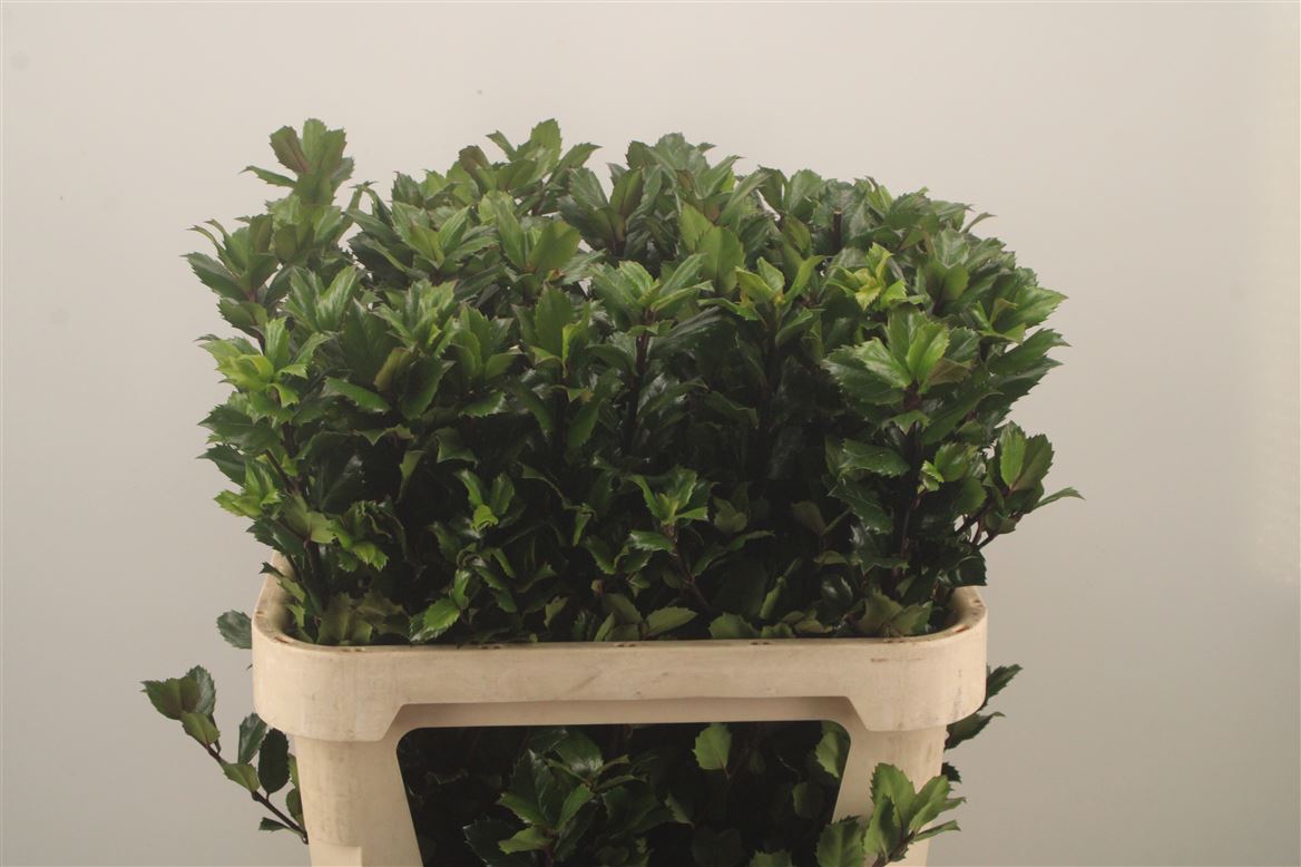 Ilex Blue Prince 80cm