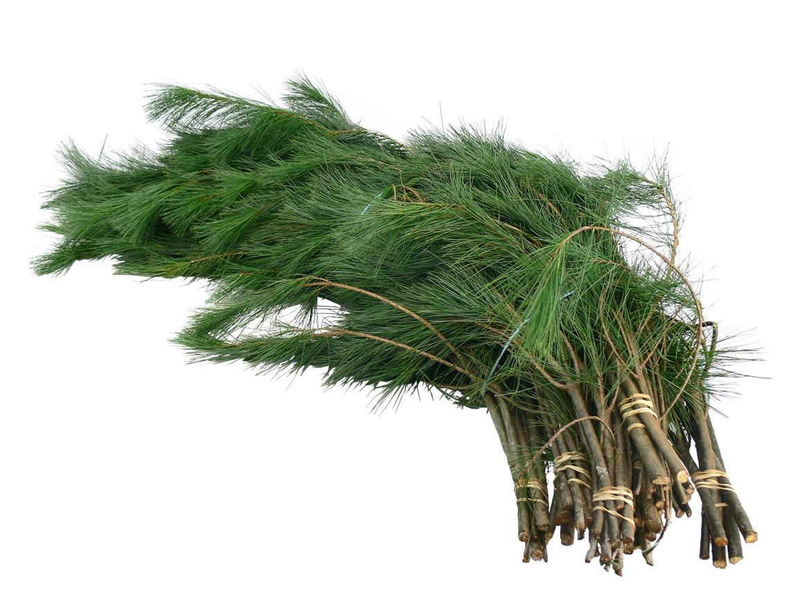 Pinus Strobus Per Bunch 80cm
