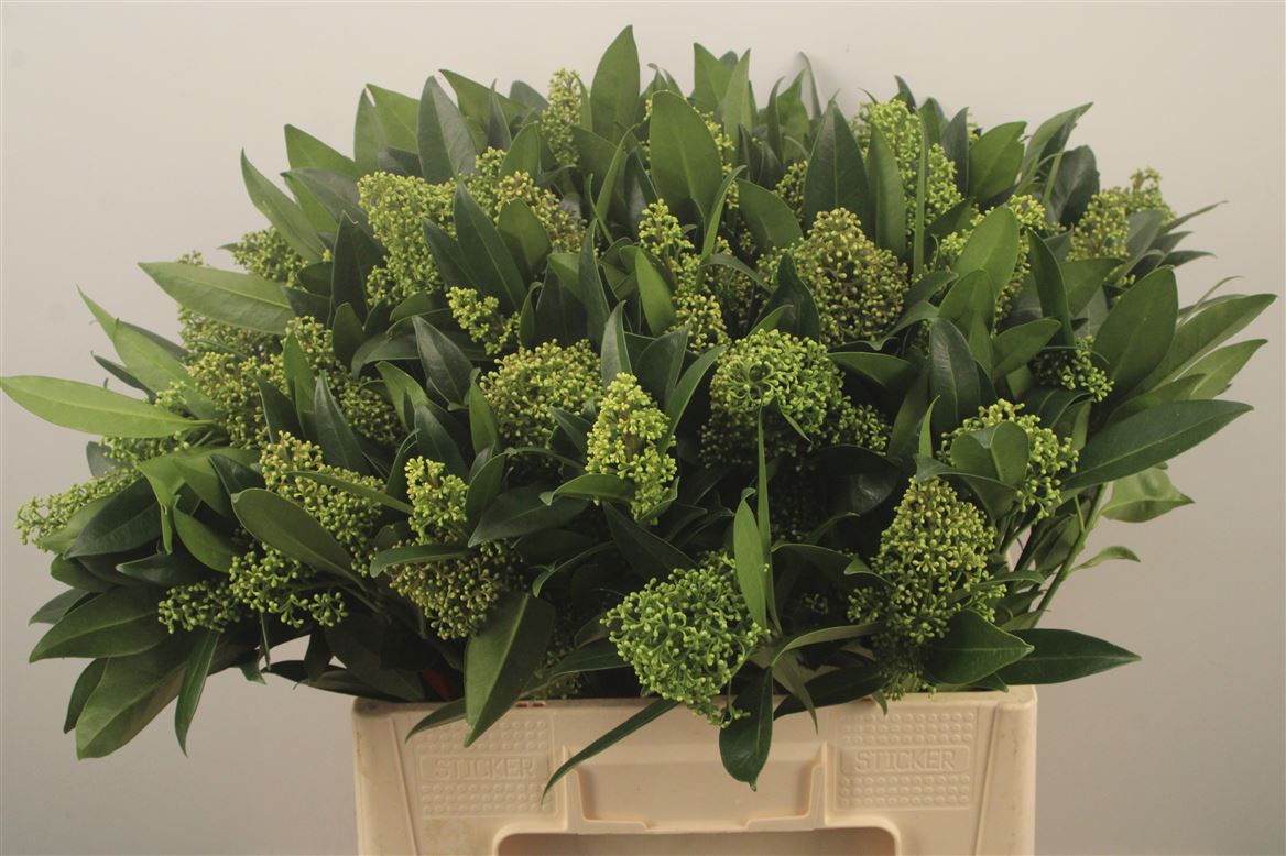 Skimmia Confusa Kew Green 60cm