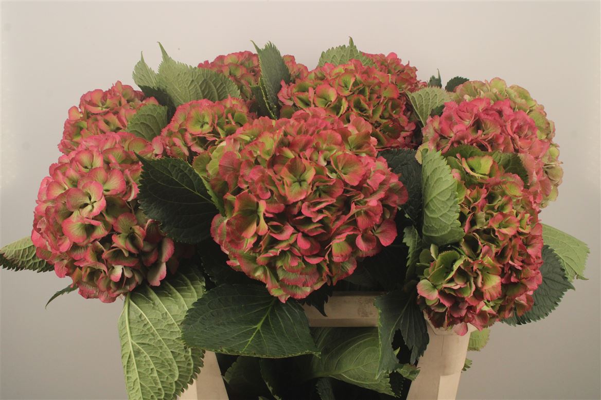 Hydrangea Elbtal Classic 80cm 22-24cm Hd