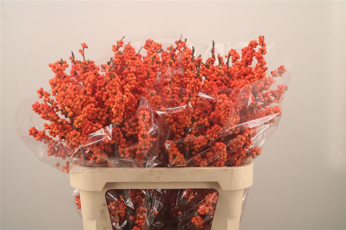 Ilex Winter Gold 80cm