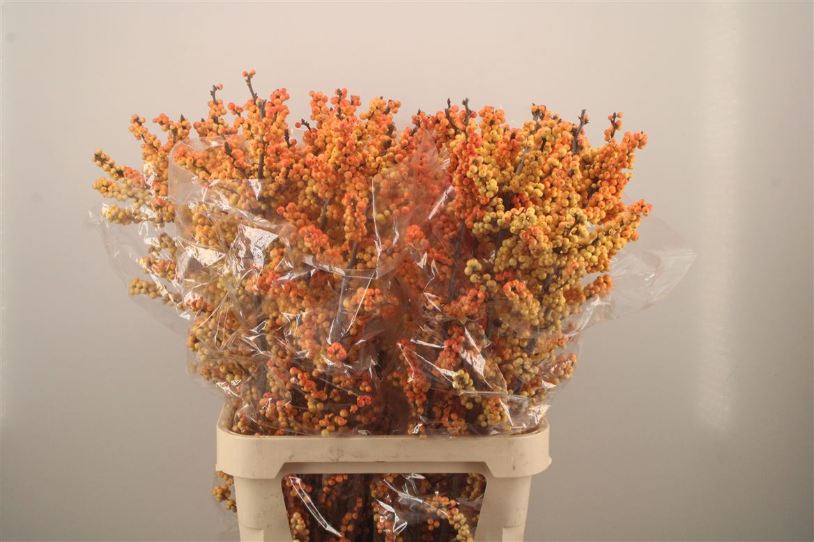 Ilex Ilexia Victoria 100cm