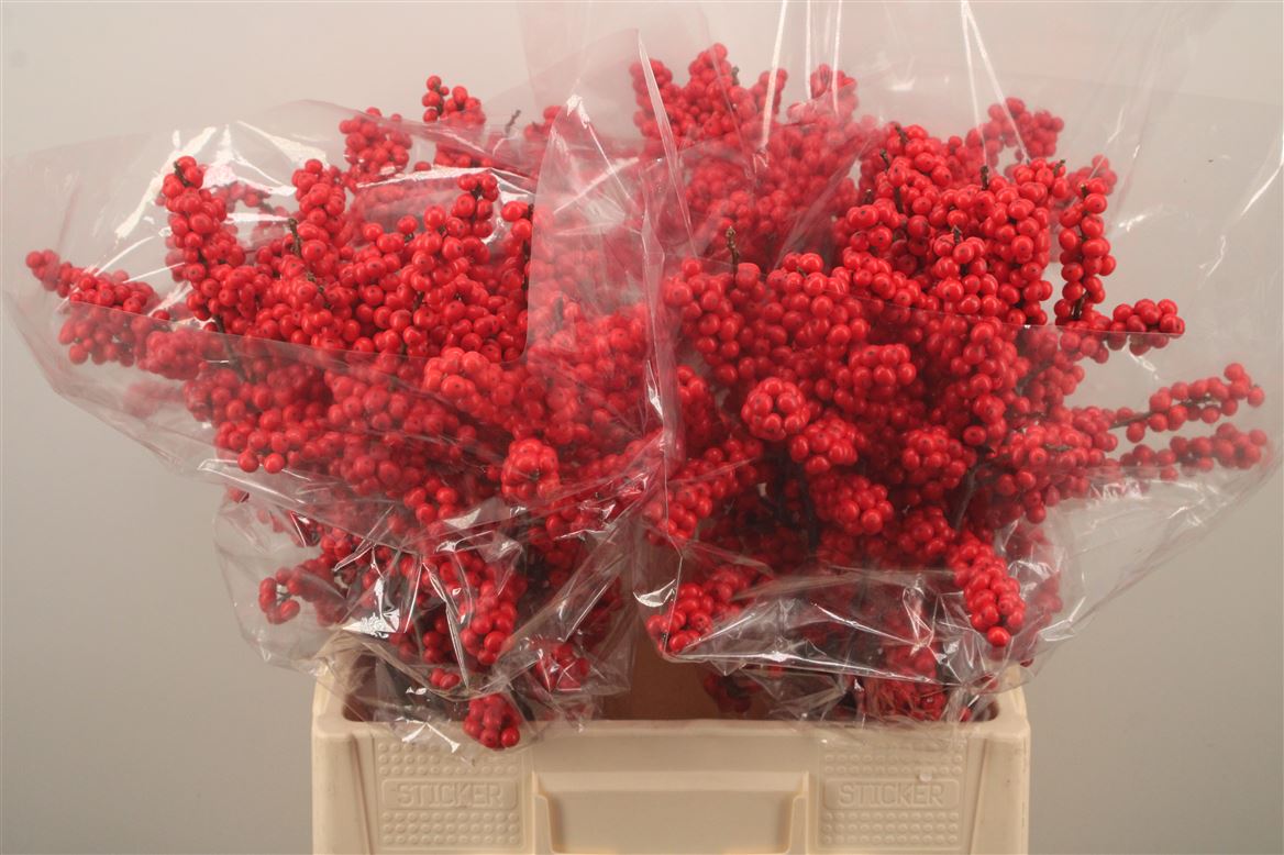 Ilex Verticlilata 60cm