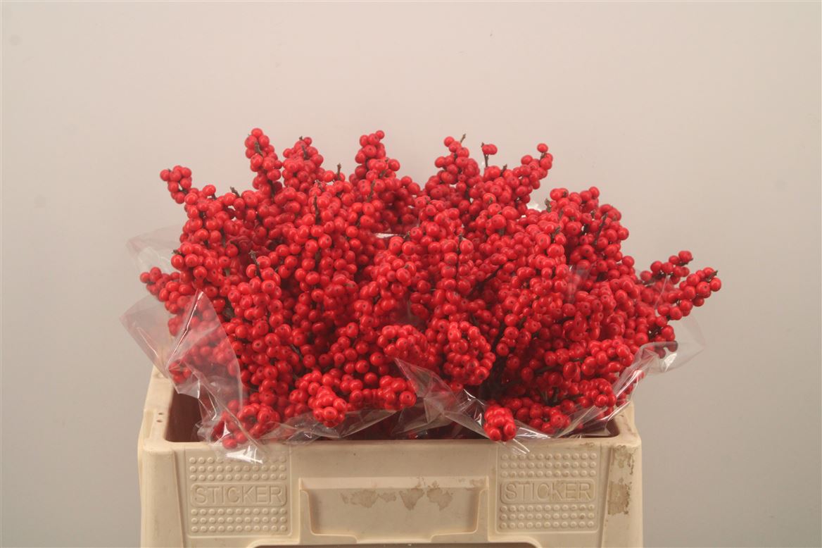 Ilex Verticlilata 50cm