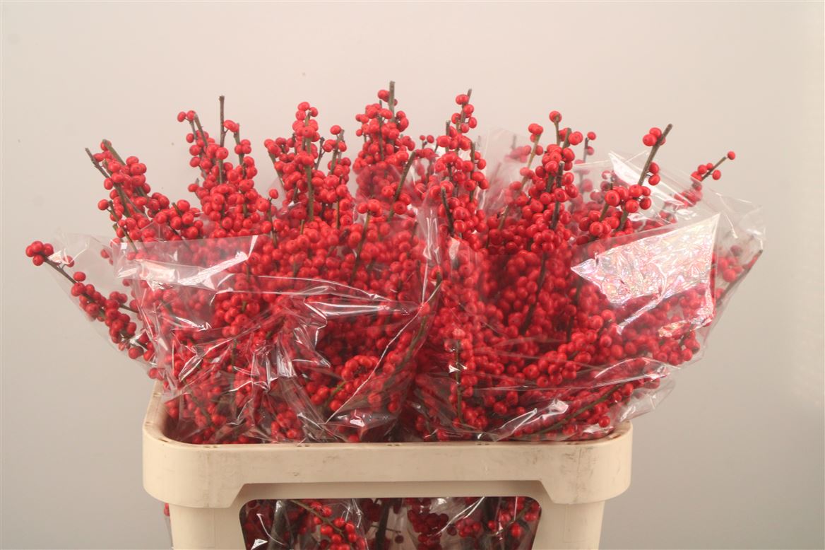 Ilex Verticlilata 80cm