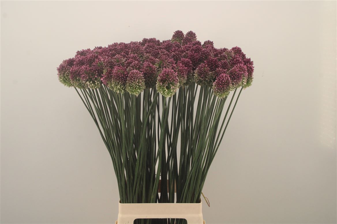 Allium Bullit Purple 80cm