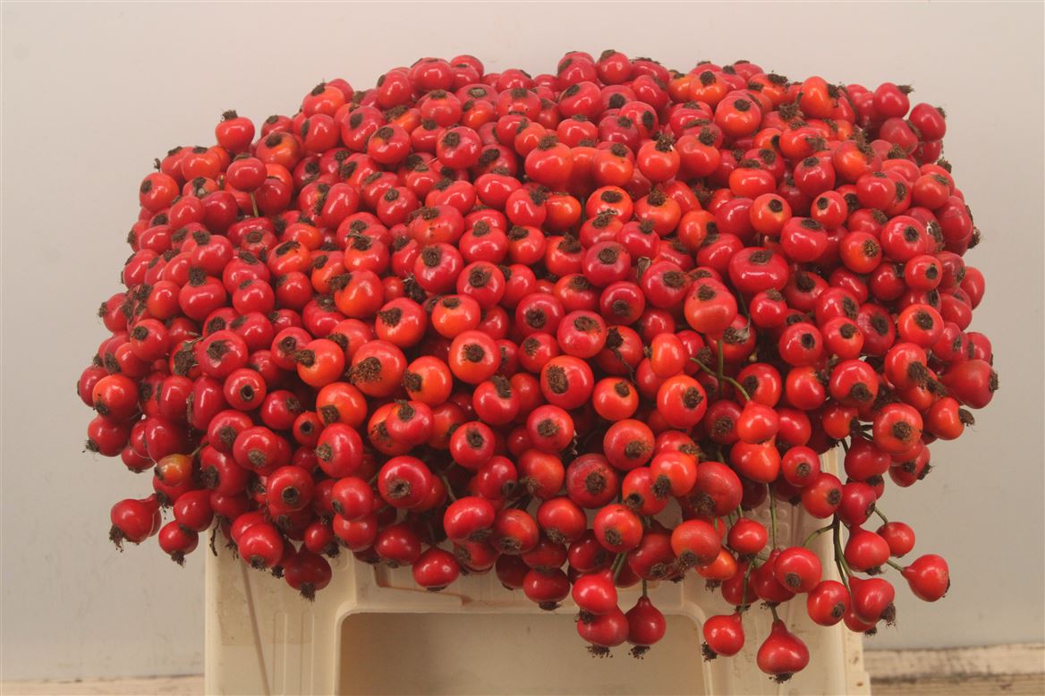 Rosa Red Hooijdonk 2.0 35cm