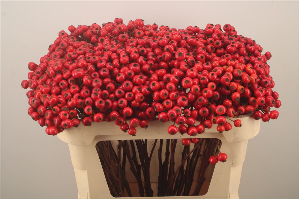 Rosa Red Hooijdonk 2.0 70cm