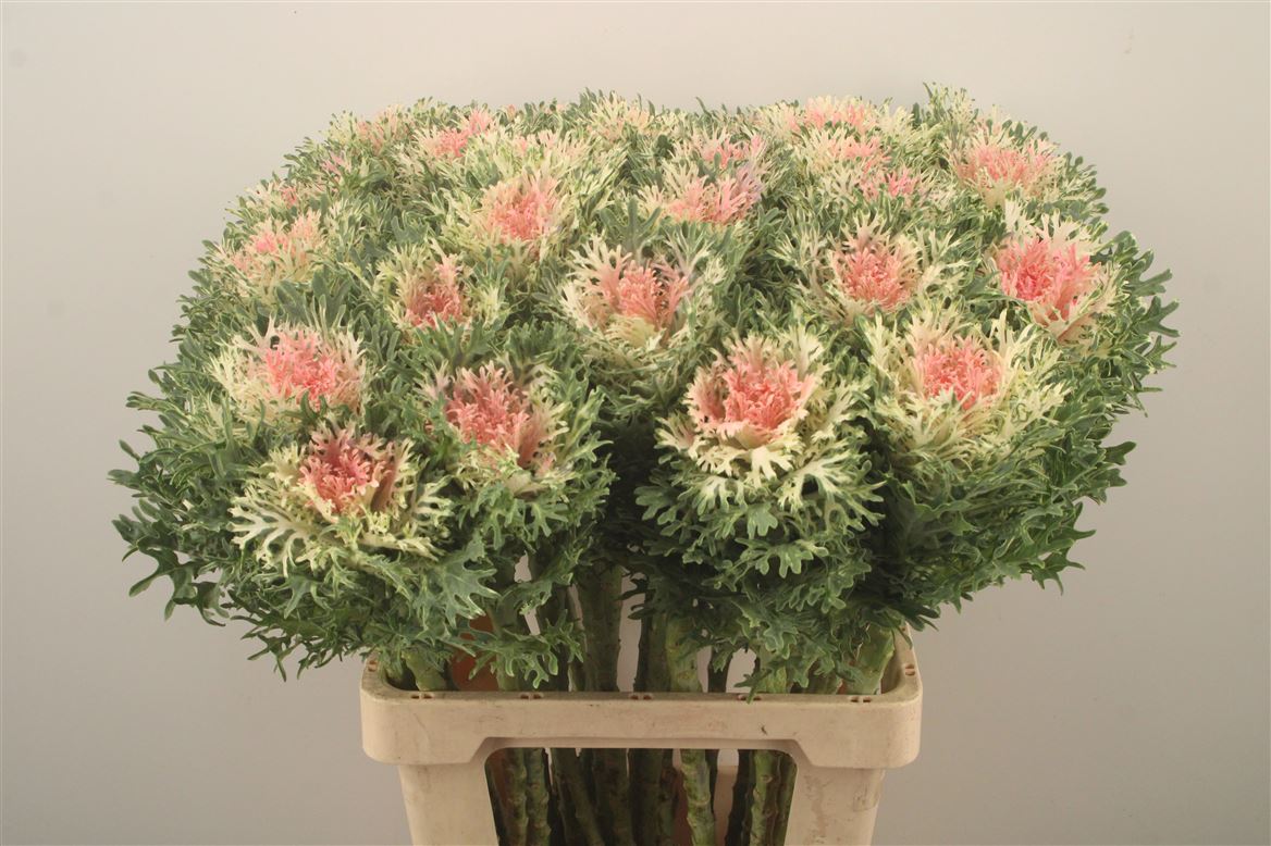 Brassica Painted 70cm