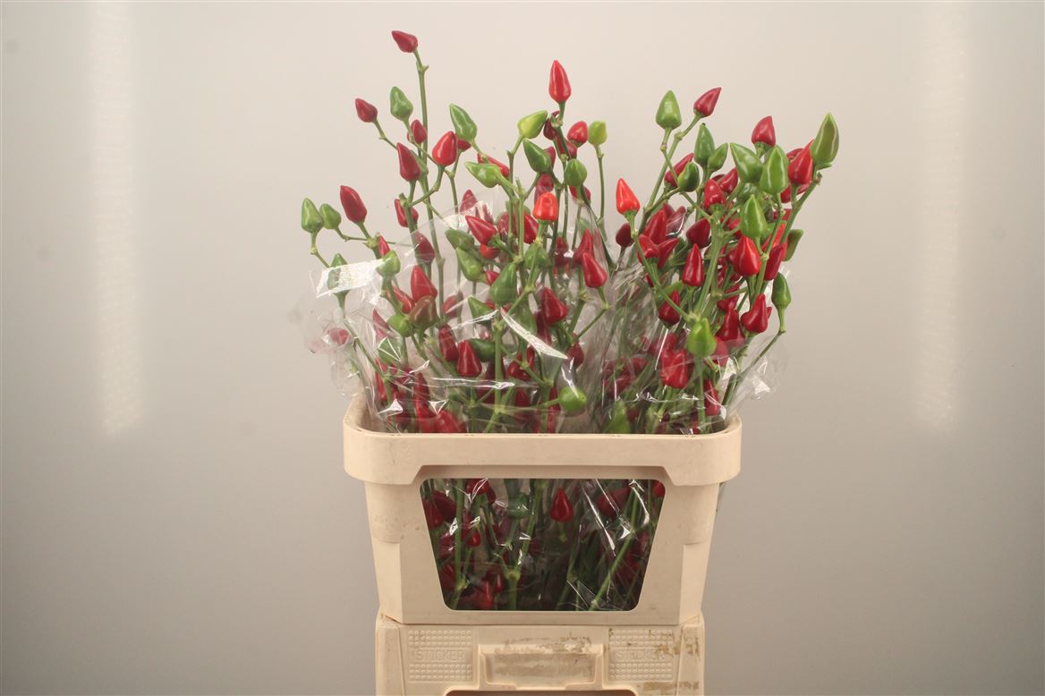 Capsicum Xmas 80cm