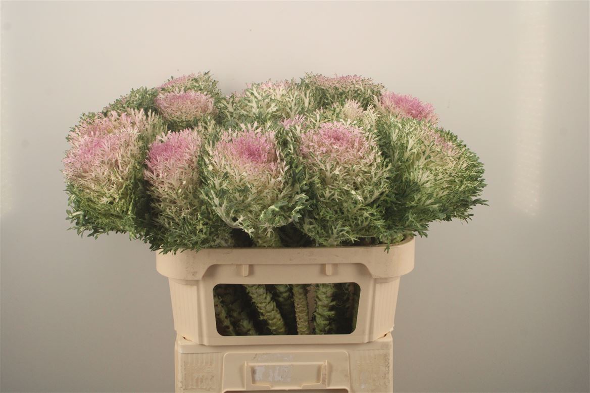 Brassica Crane King 70cm
