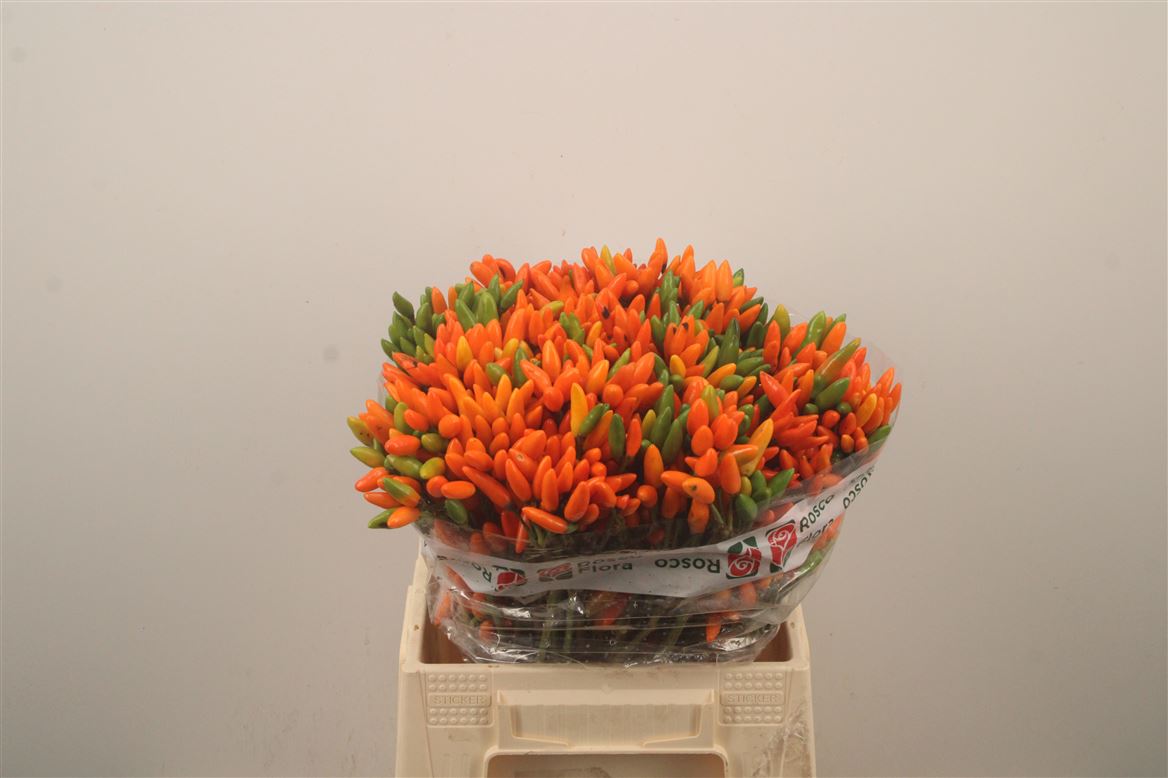 Capsicum Orange Fire 45cm