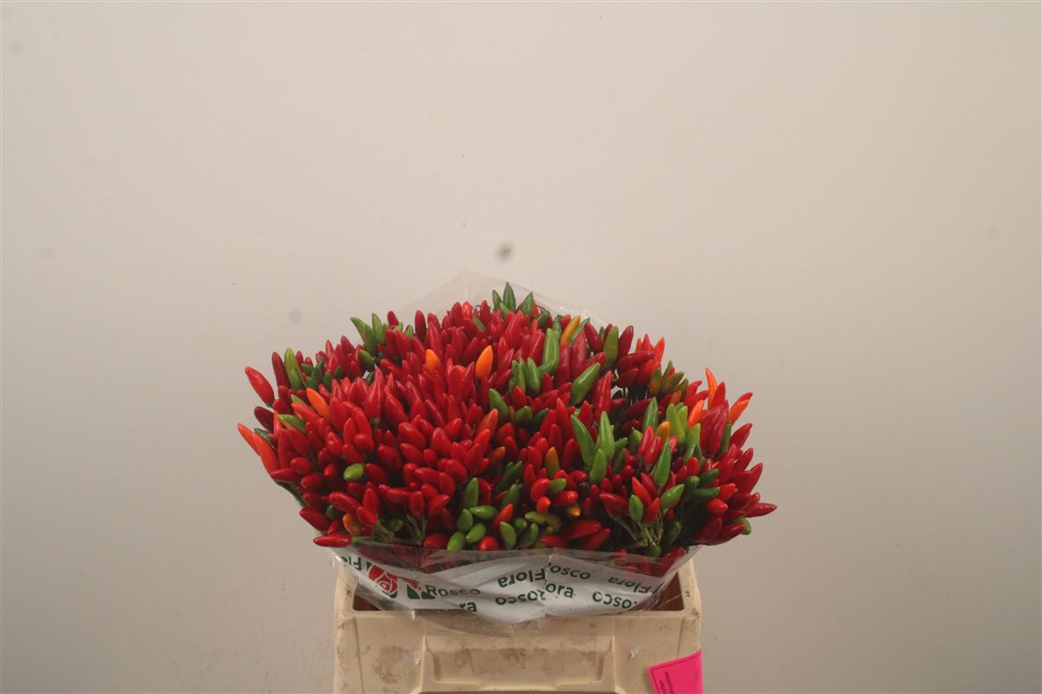 Capsicum Red Fire 40cm