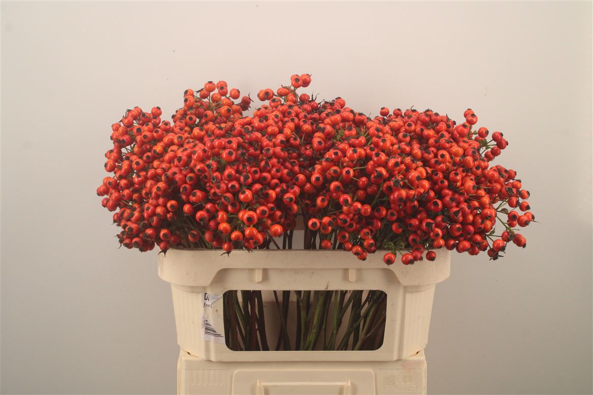 Rosa Mandarin Hiphop 70cm