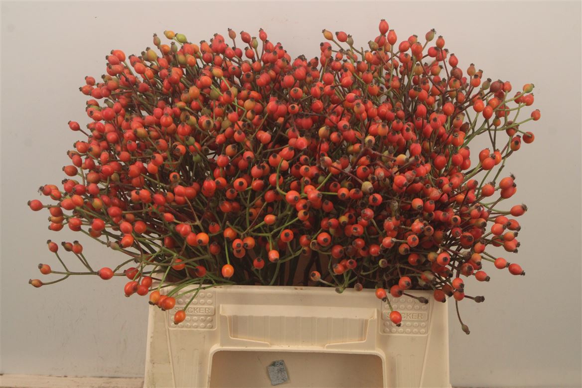 Rosa Magical Miracle 40cm