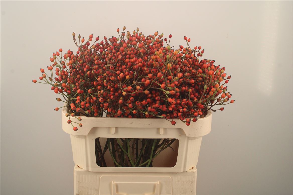 Rosa Magical Miracle 70cm