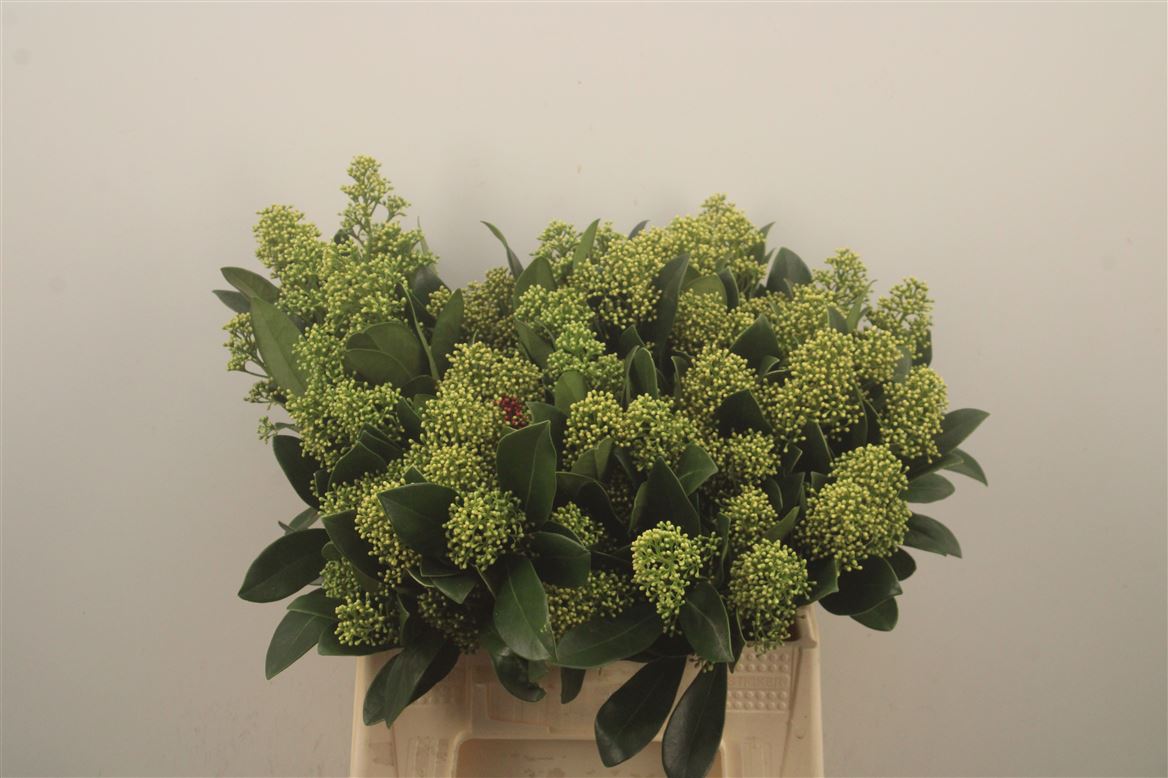 Skimmia Mag Finchy Bs 45cm