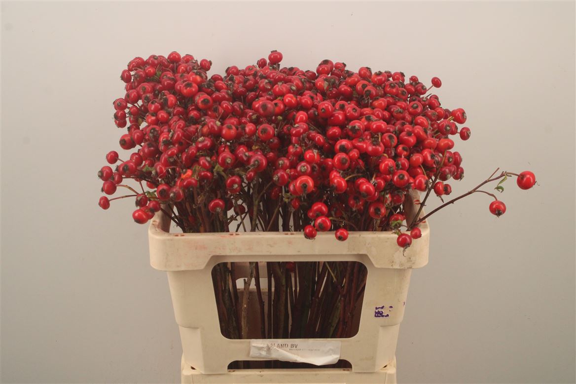 Rosa Mag Delight 50cm