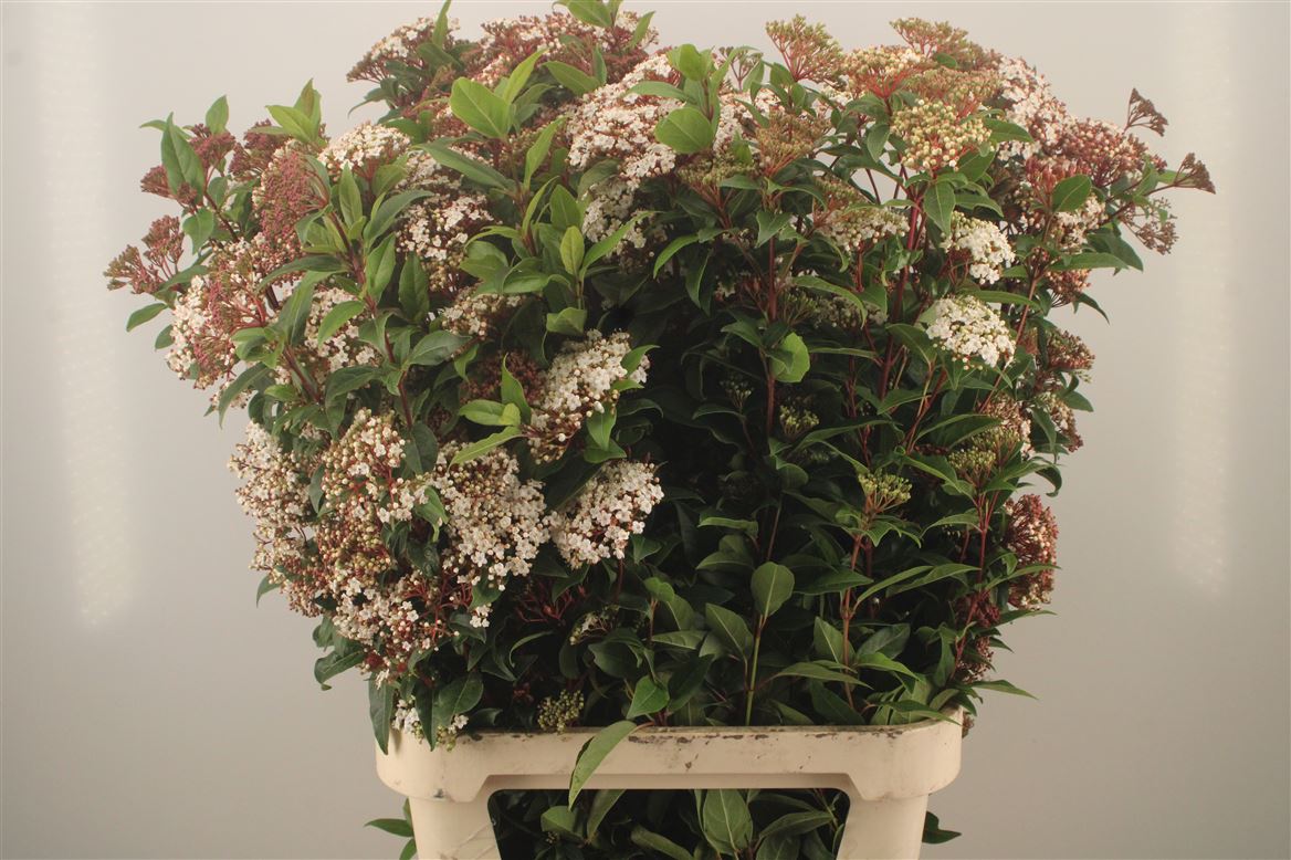 Viburnum T Red Spiri 110cm
