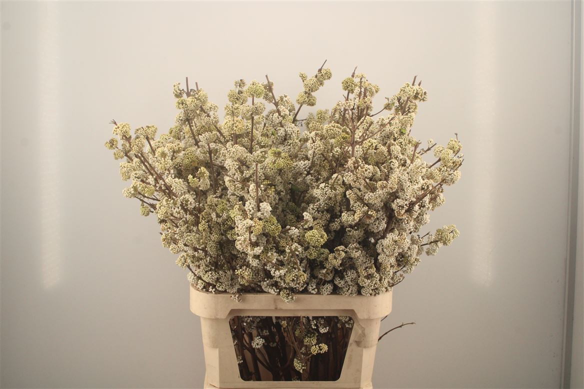 Callic Mag Snowqueen 100cm