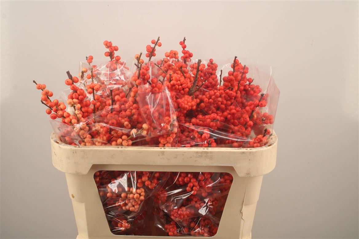 Ilex Oudijk's Orange 70cm