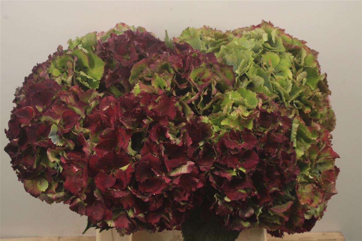 Hydrangea Royal Sunset Classic 40cm 18-20cm Hd