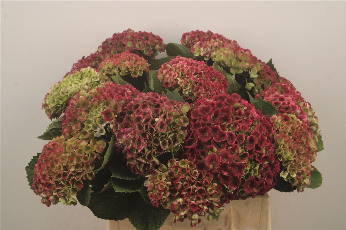 Hydrangea Revolution Classic 40cm 10-12cm Hd
