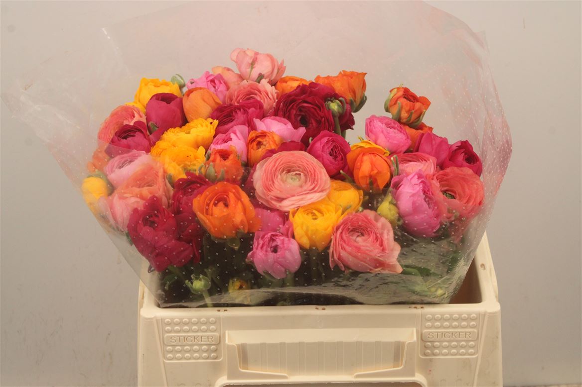 Ranunculus Mixed 40cm