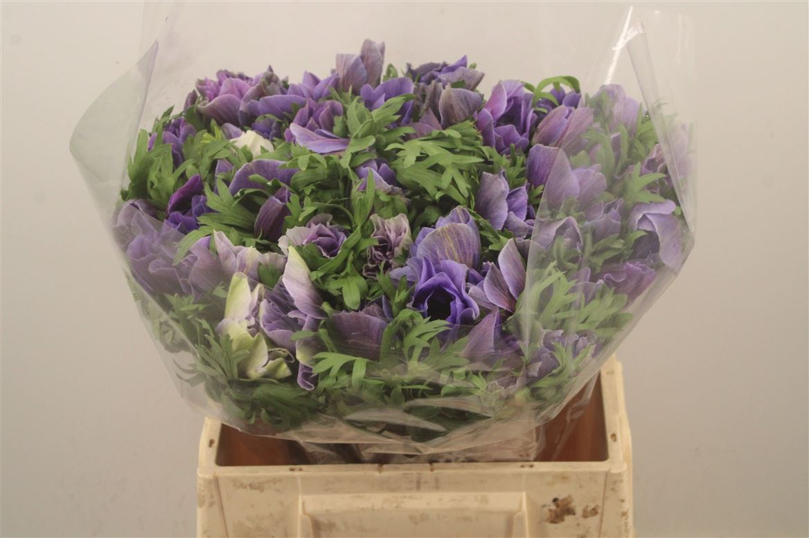 Anemone Mistral + D Blue 40cm