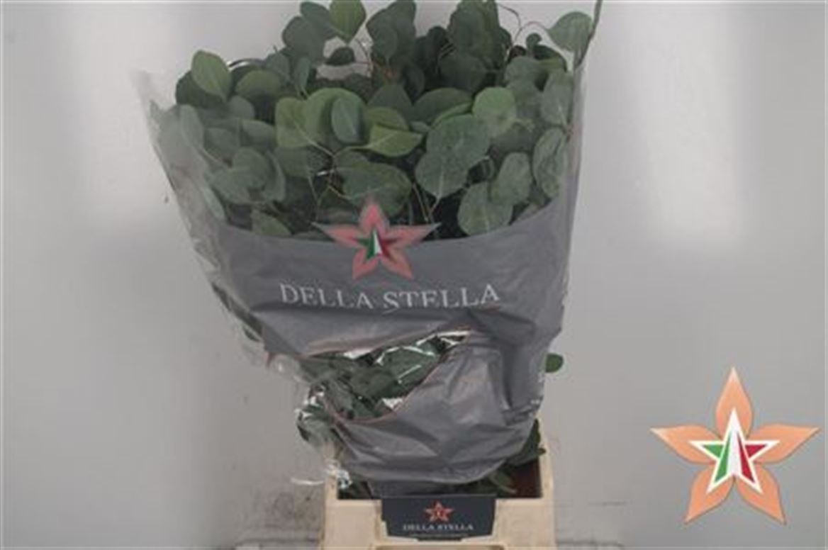 Eucalyptus Bnch Polyanthemos 50cm 150gram