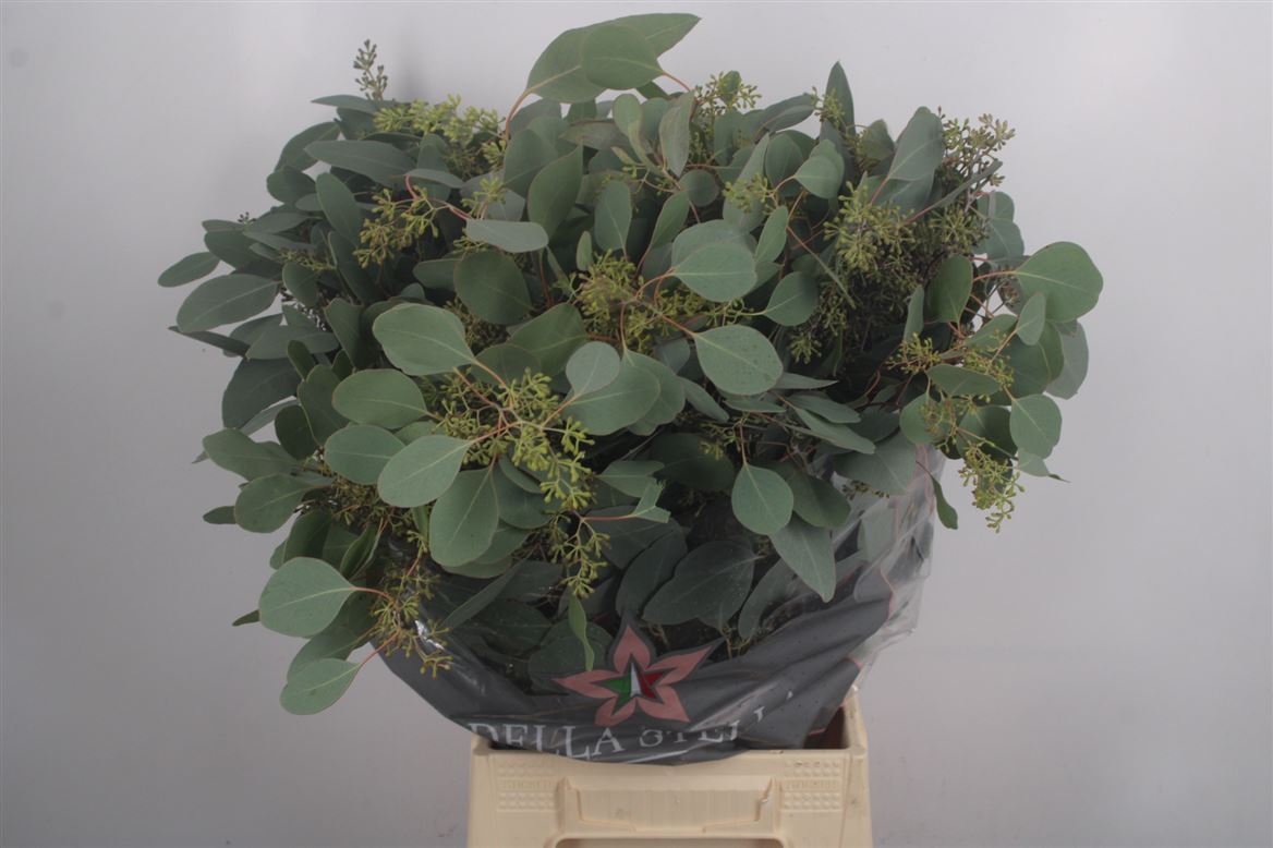 Eucalyptus Populus With Berry Per Bunch 50cm 150gr.