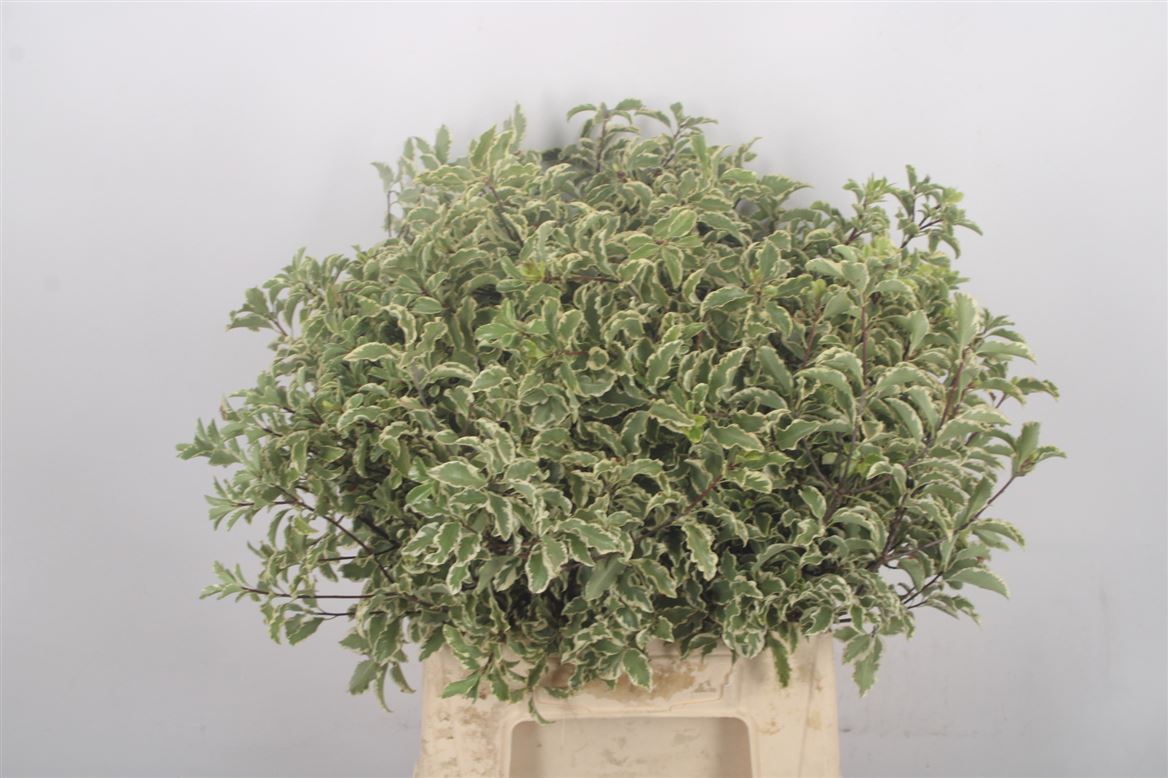Pittosporum Per Bunch